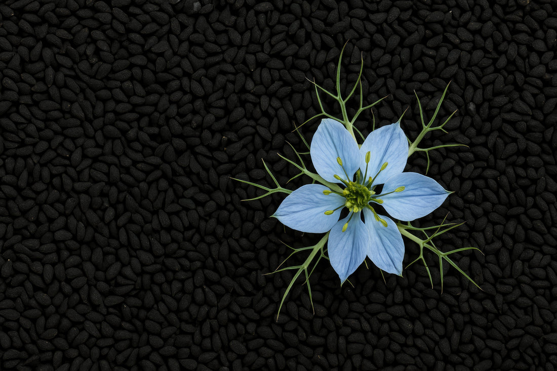 Nigella Sativa: The Seed That Outlived Empires