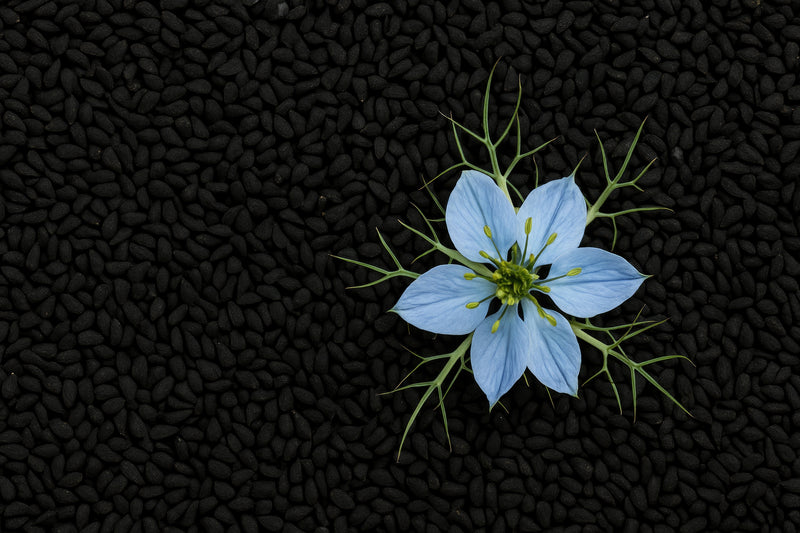 Nigella Sativa: The Seed That Outlived Empires